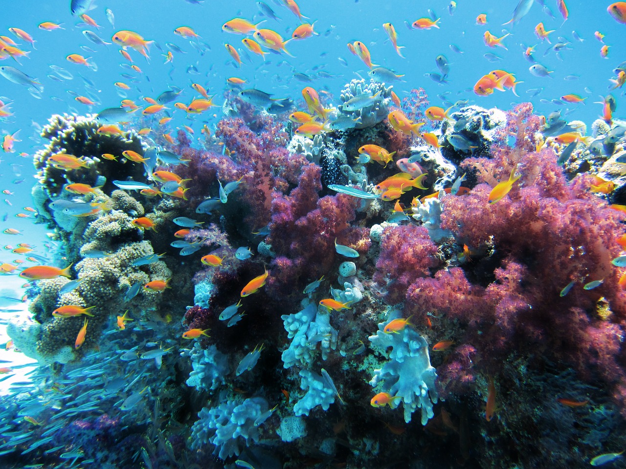 underwater sea fish free photo