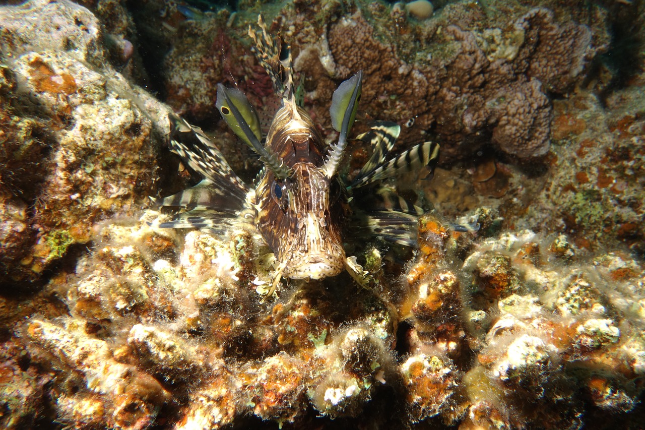 underwater lionfish red sea free photo