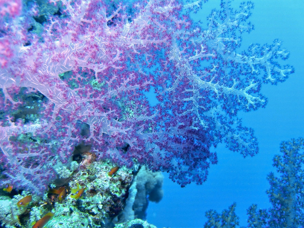 underwater coral red sea free photo