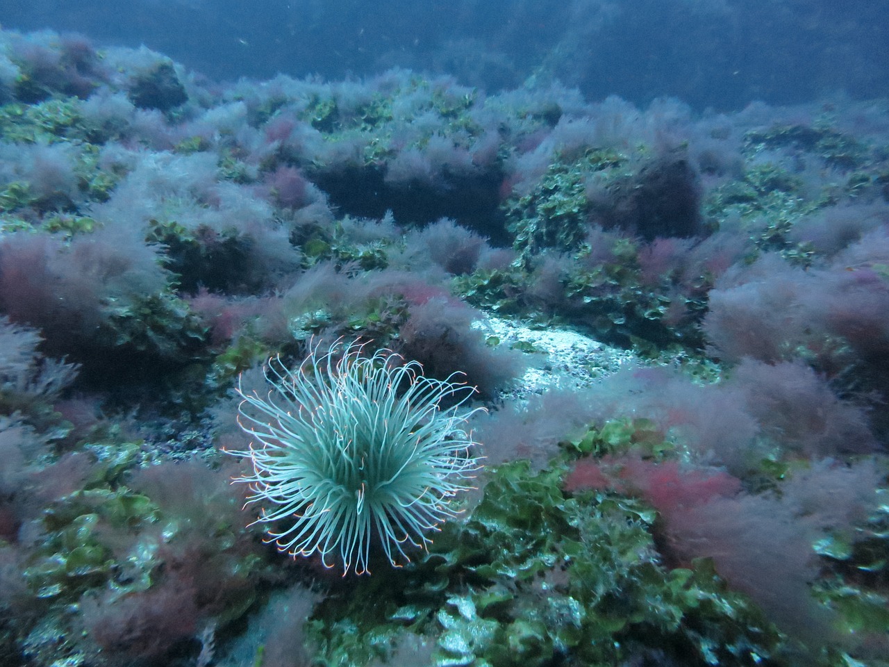 underwater bright cylinder rose free photo