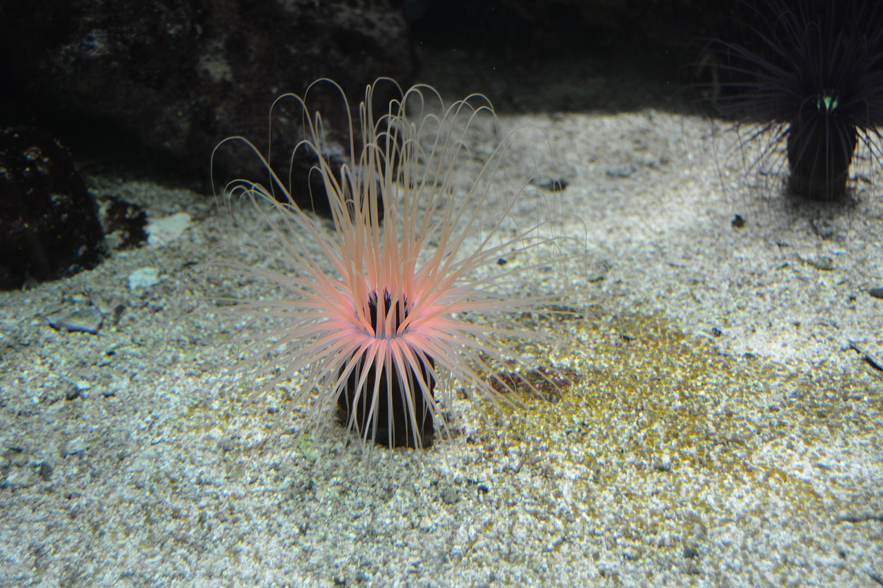 underwater plant pink free photo