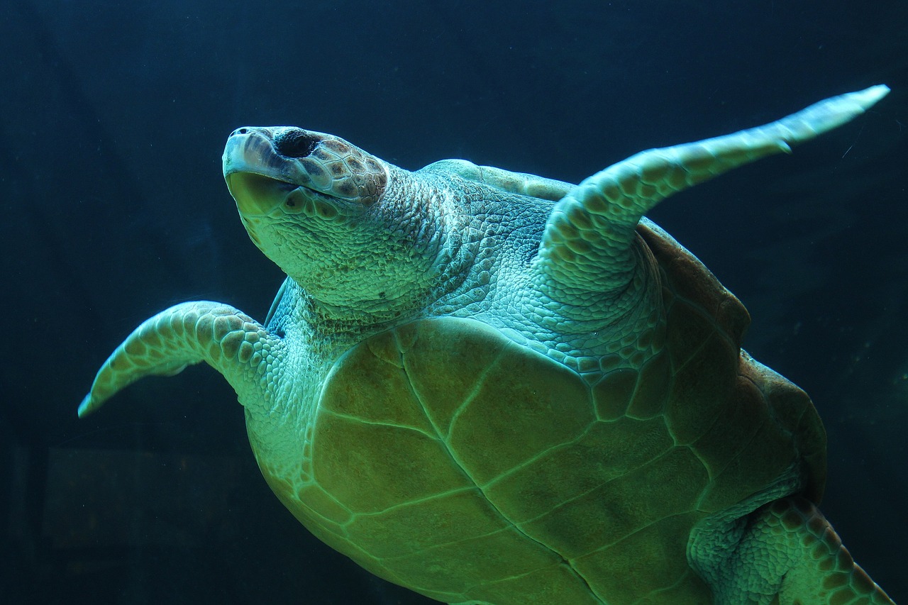 underwater turtle sea turtle free photo