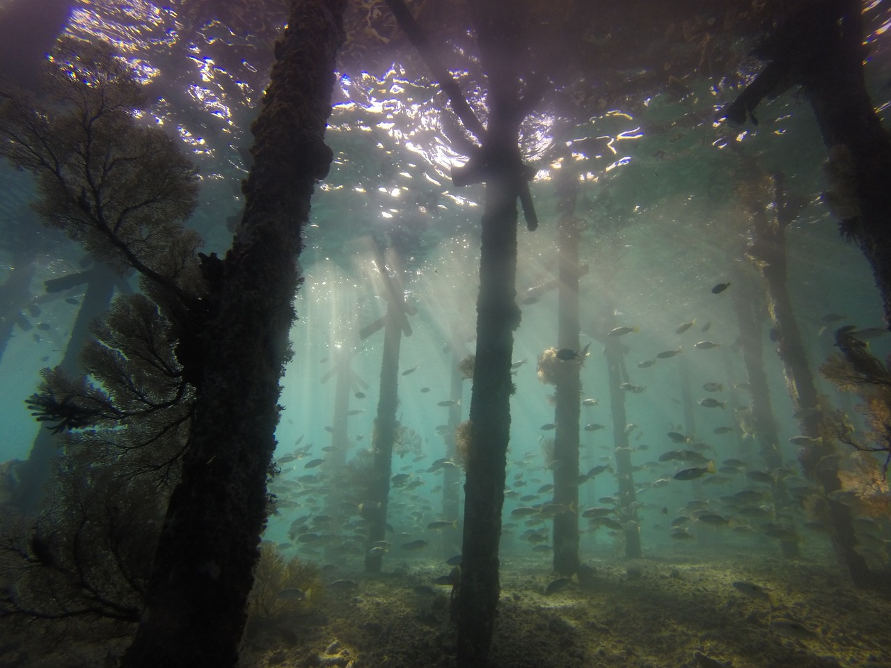 underwater jetty scuba diving free photo