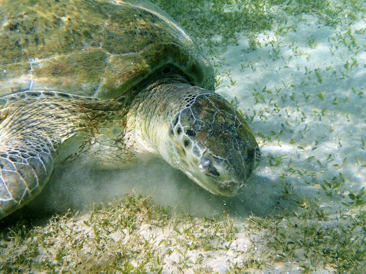 underwater turtle diving free photo