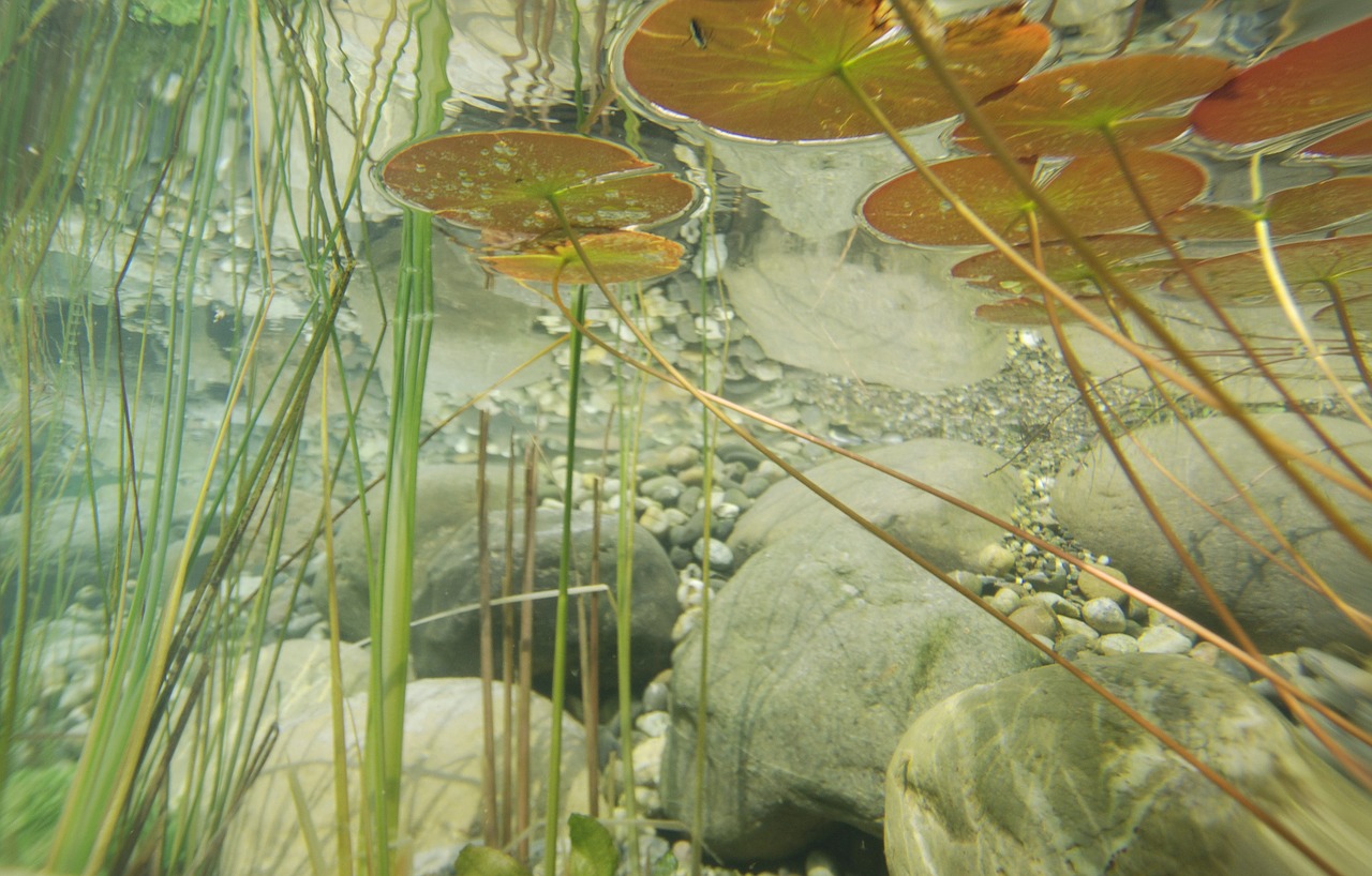 underwater photography pond plants free photo