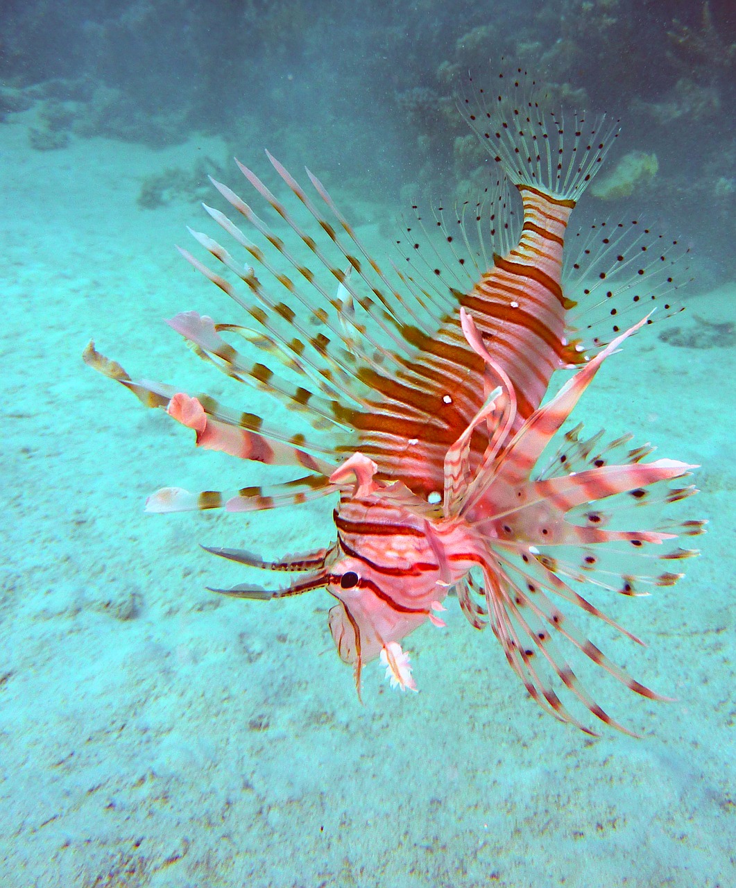 underwater diving scorpionsfisch free photo