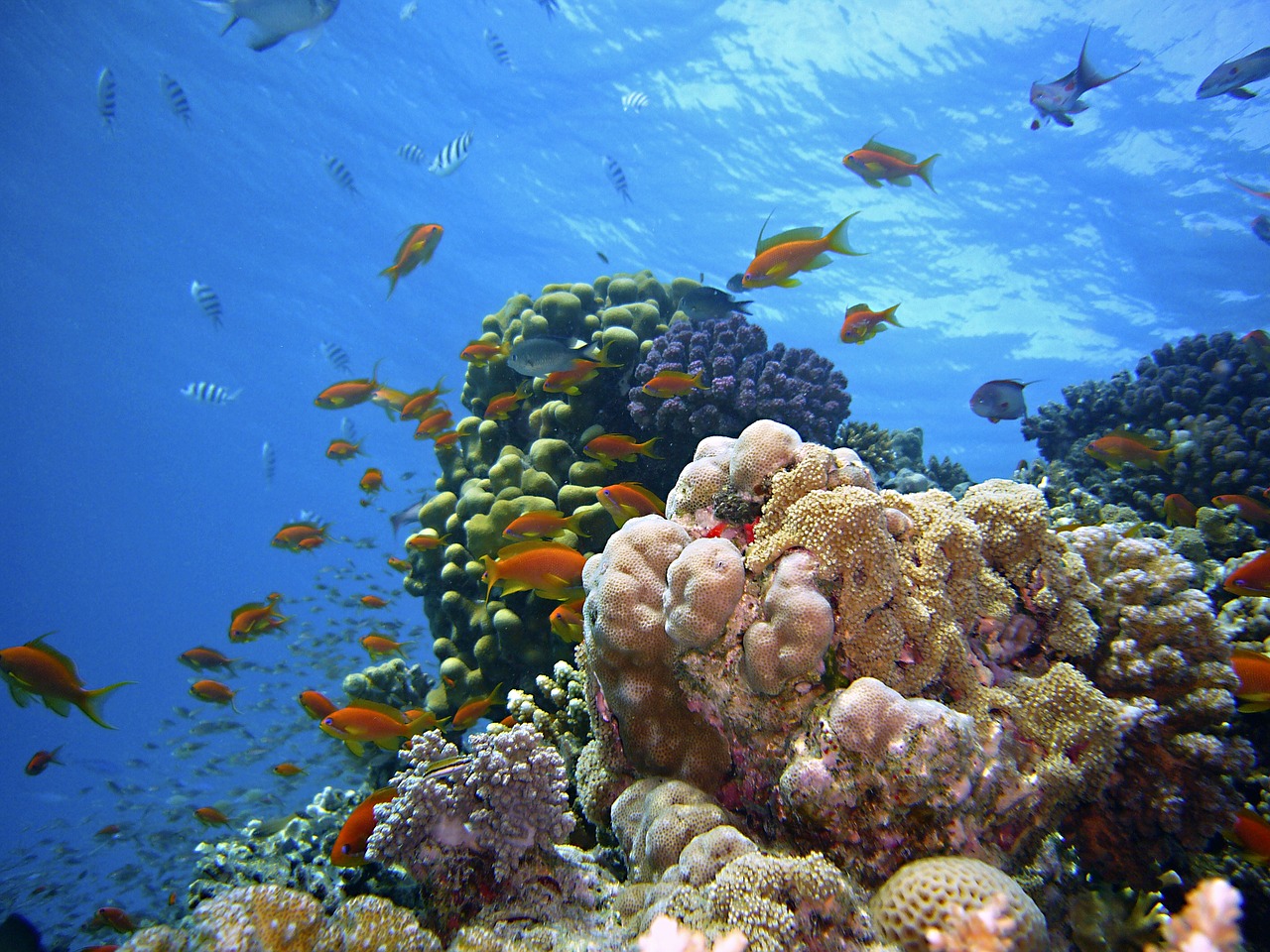 underwater reef diving free photo