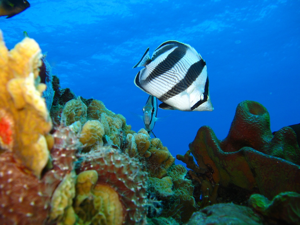 underwater marine fish free photo