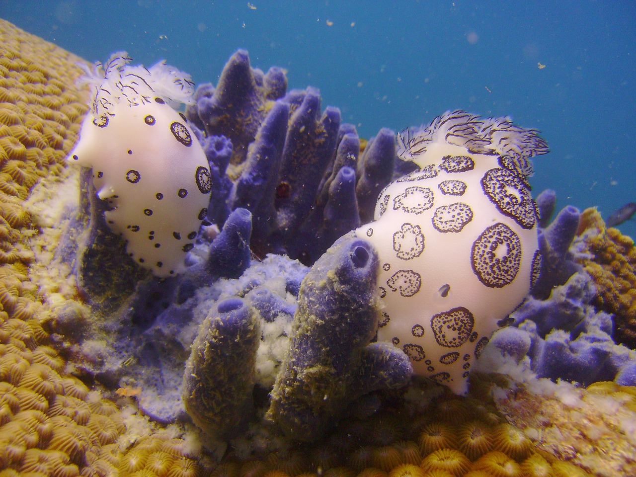 underwater slug nudi free photo