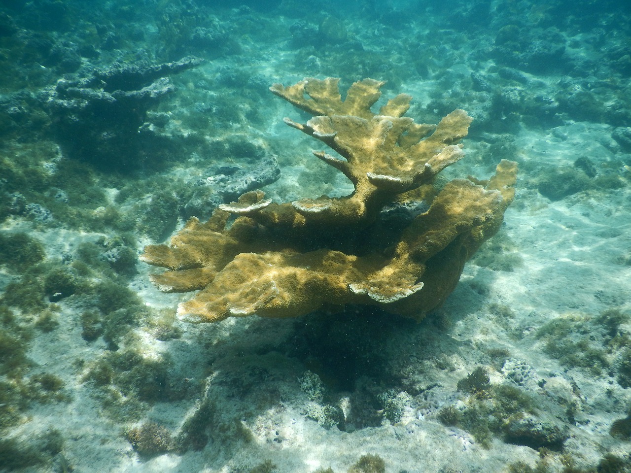 underwater coral ocean free photo