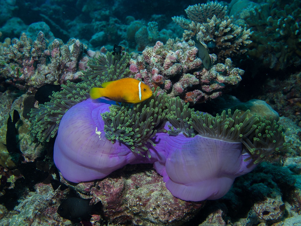underwater diving anemone free photo