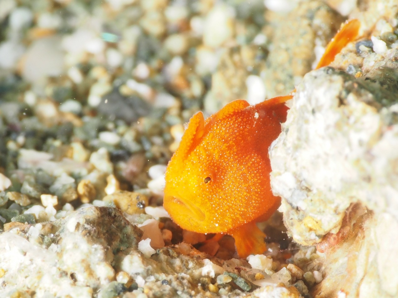 underwater frogfish free pictures free photo