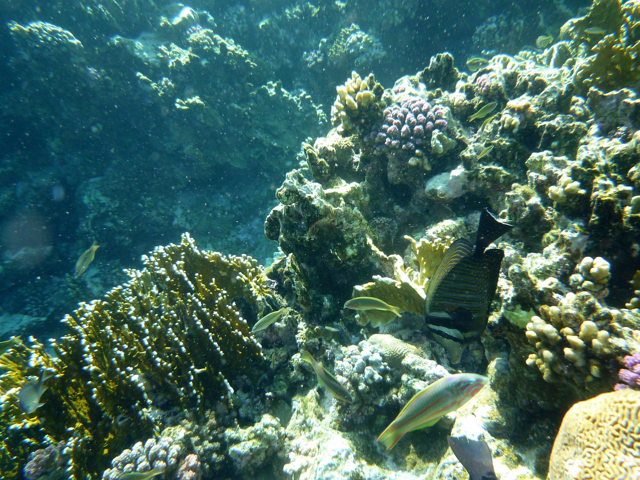 underwater sea fish free photo