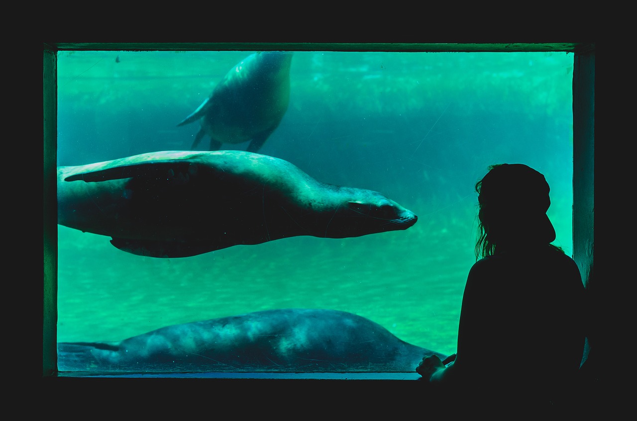 underwater aquarium sea lion free photo