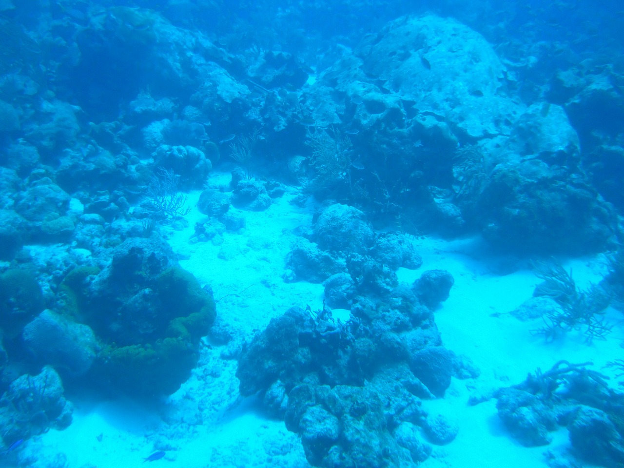 underwater sea ocean free photo