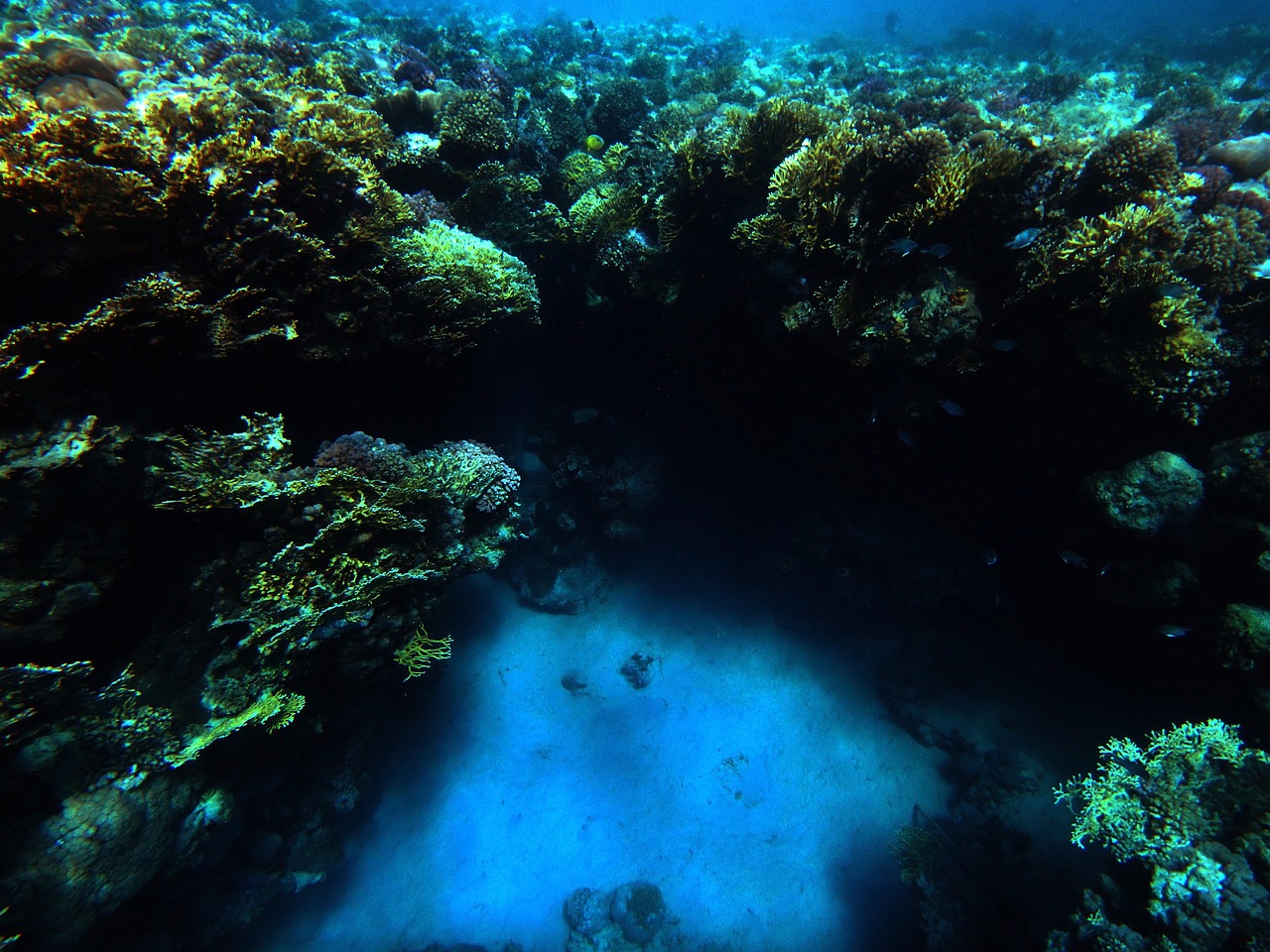 underwater sea reef free photo