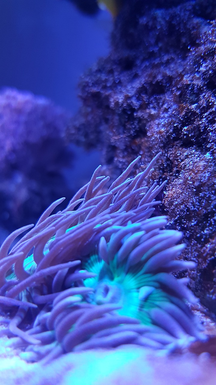 underwater coral nature free photo