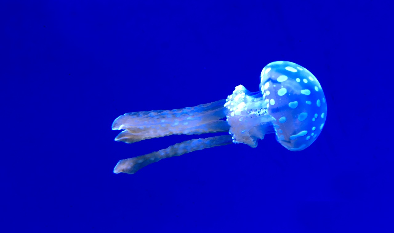 underwater jellyfish nature free photo