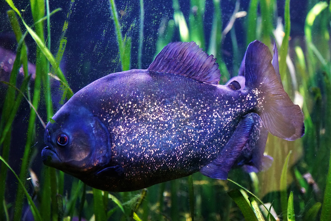 underwater nature fish free photo