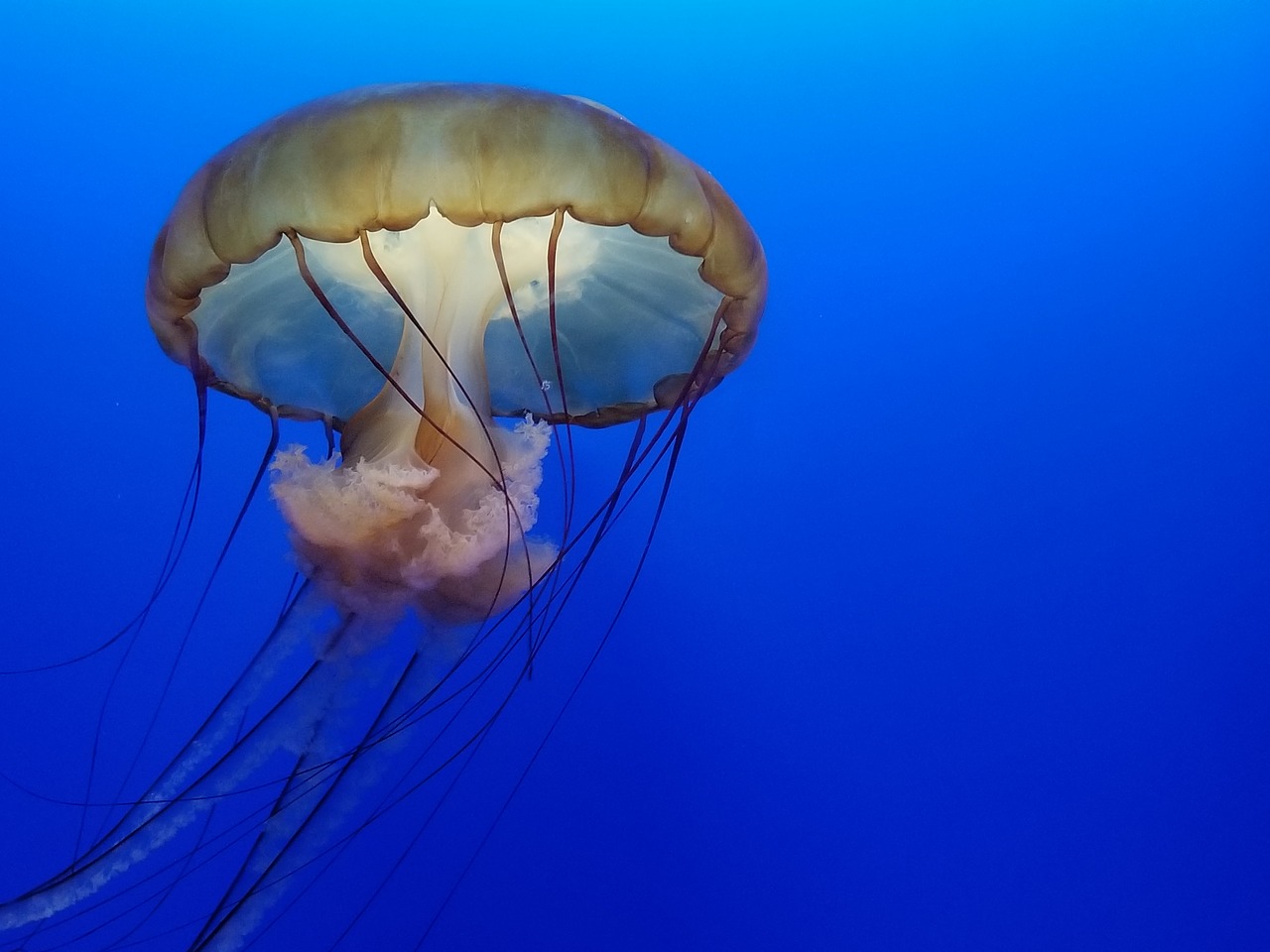 underwater jellyfish waters free photo