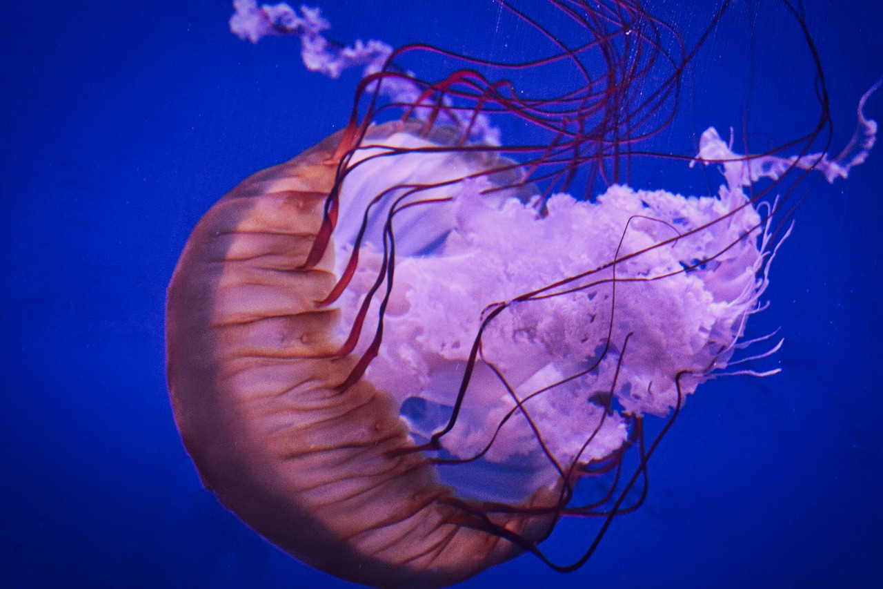 underwater jellyfish waters free photo