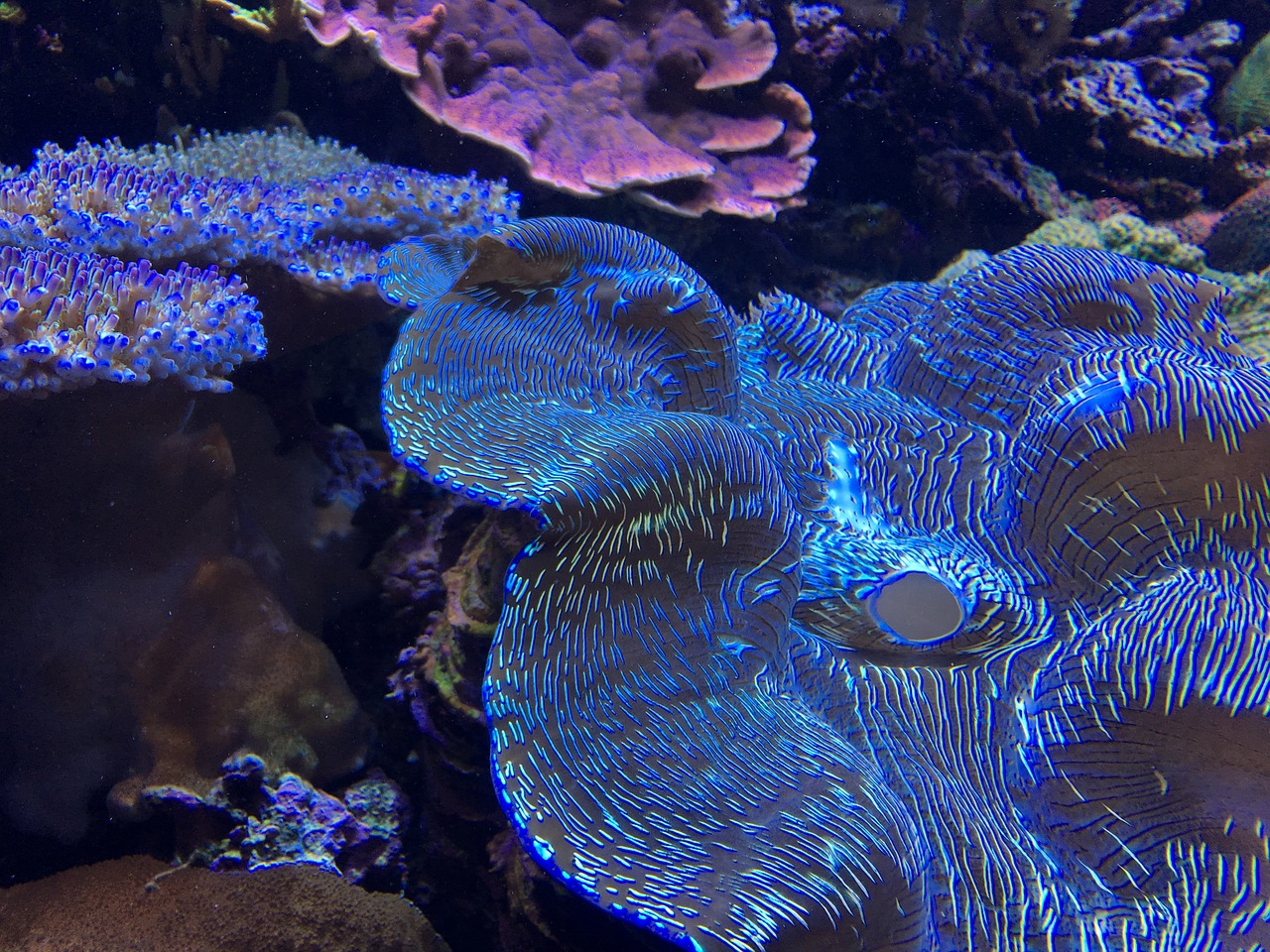 underwater invertebrate reef free photo