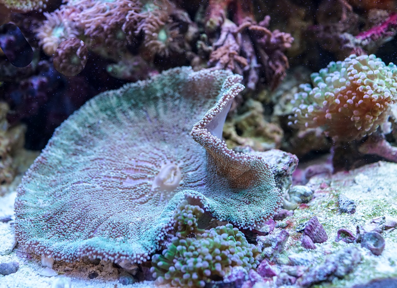 underwater coral reef free photo