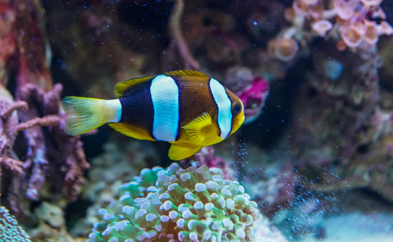underwater coral fish free photo