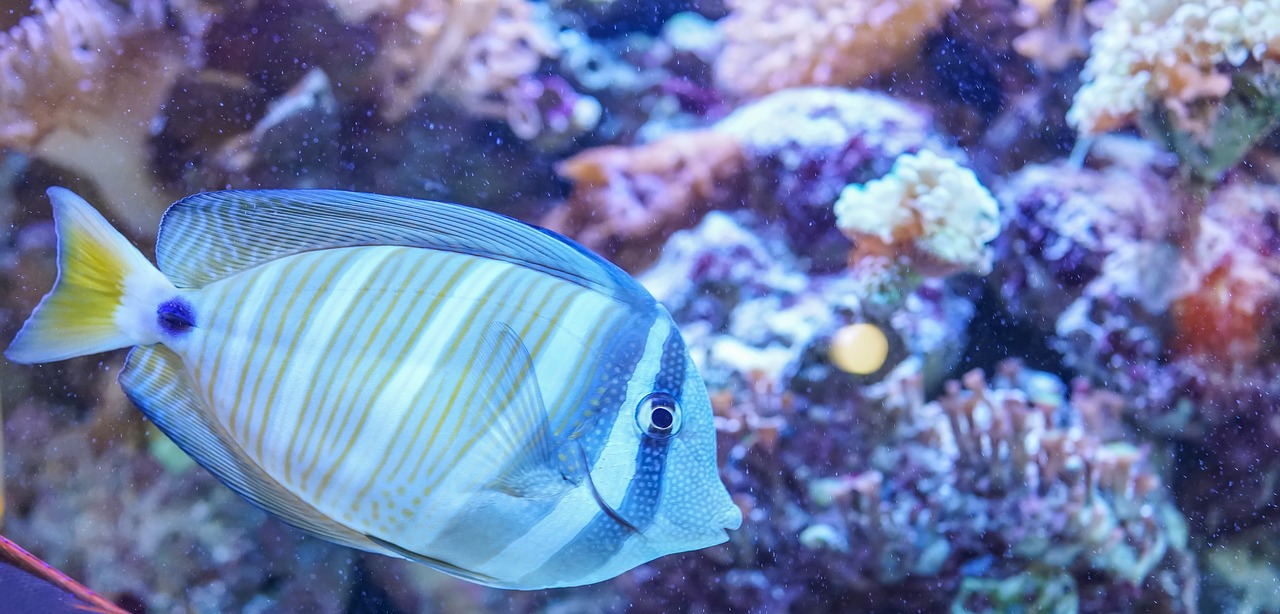 underwater fish ocean free photo