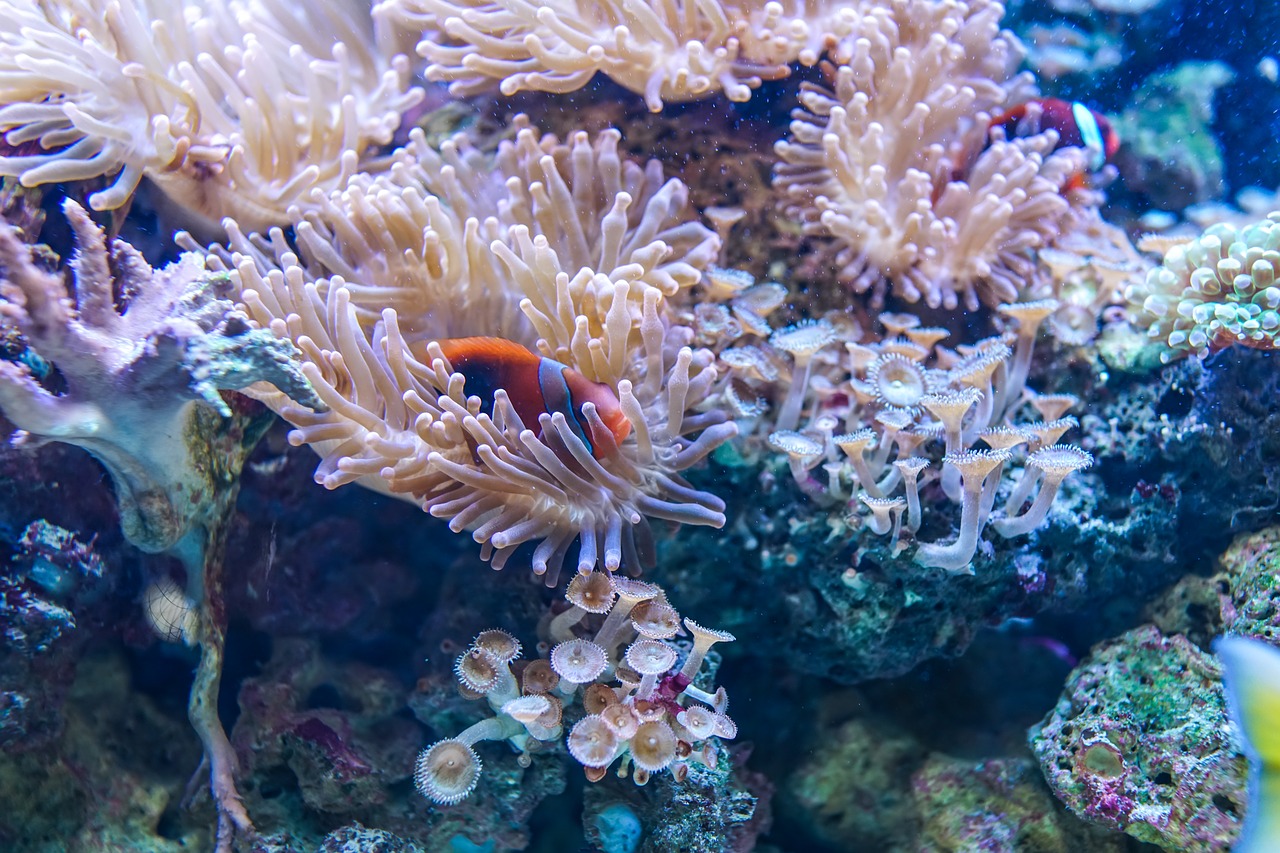 underwater coral reef free photo