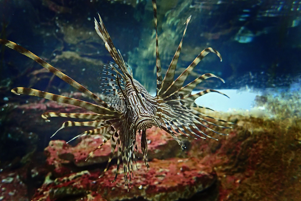 underwater nature sea free photo