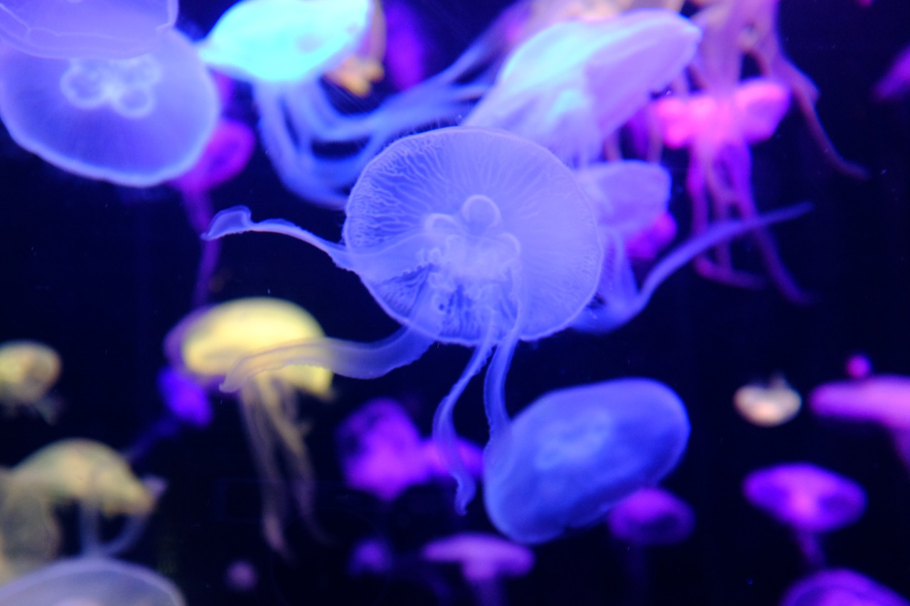 underwater  aquarium  jellyfish free photo