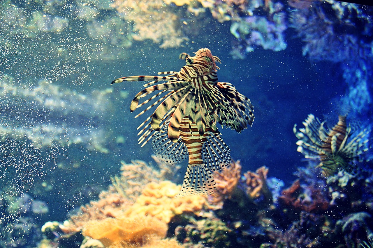 underwater  coral  reef free photo