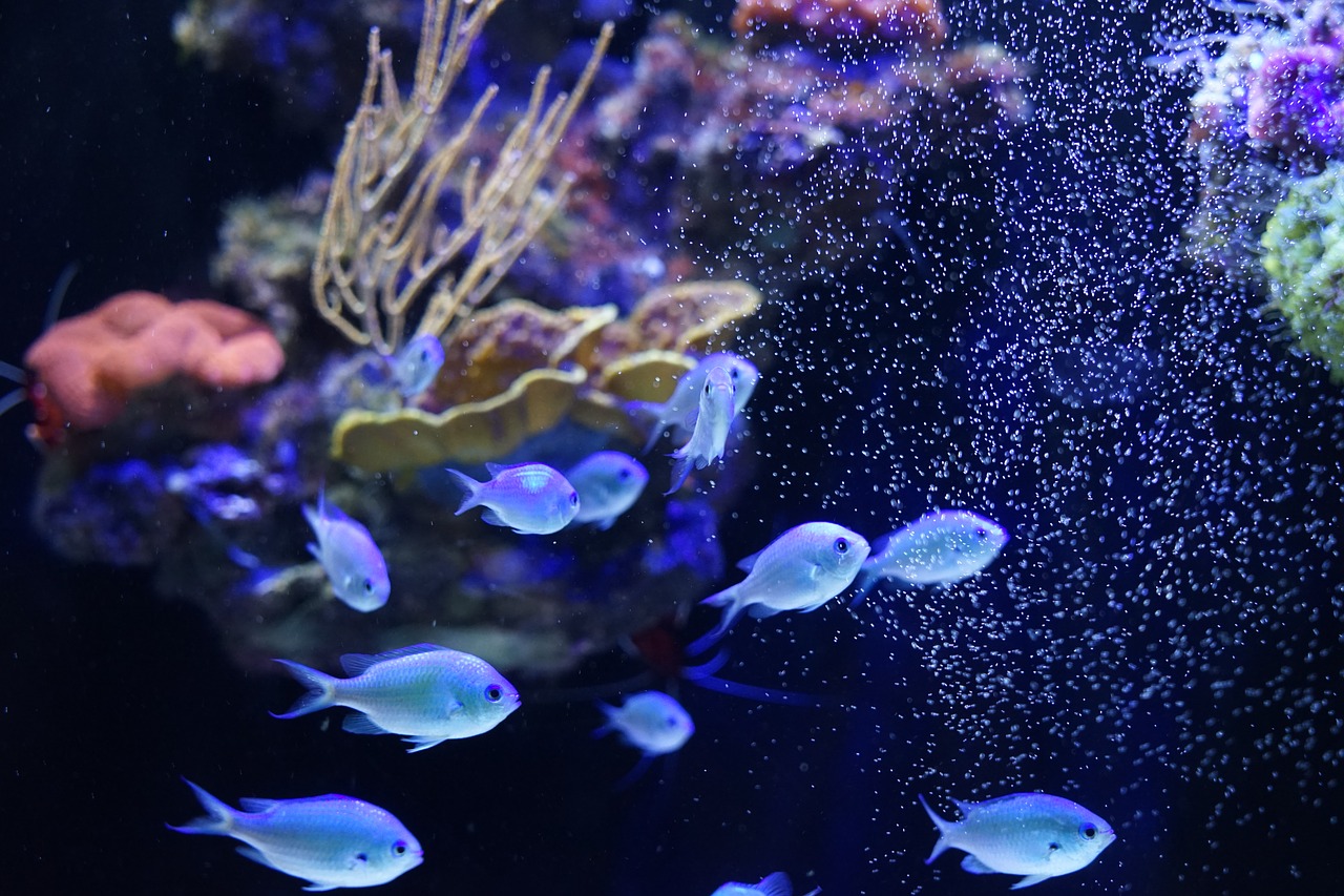 underwater  fish  coral free photo