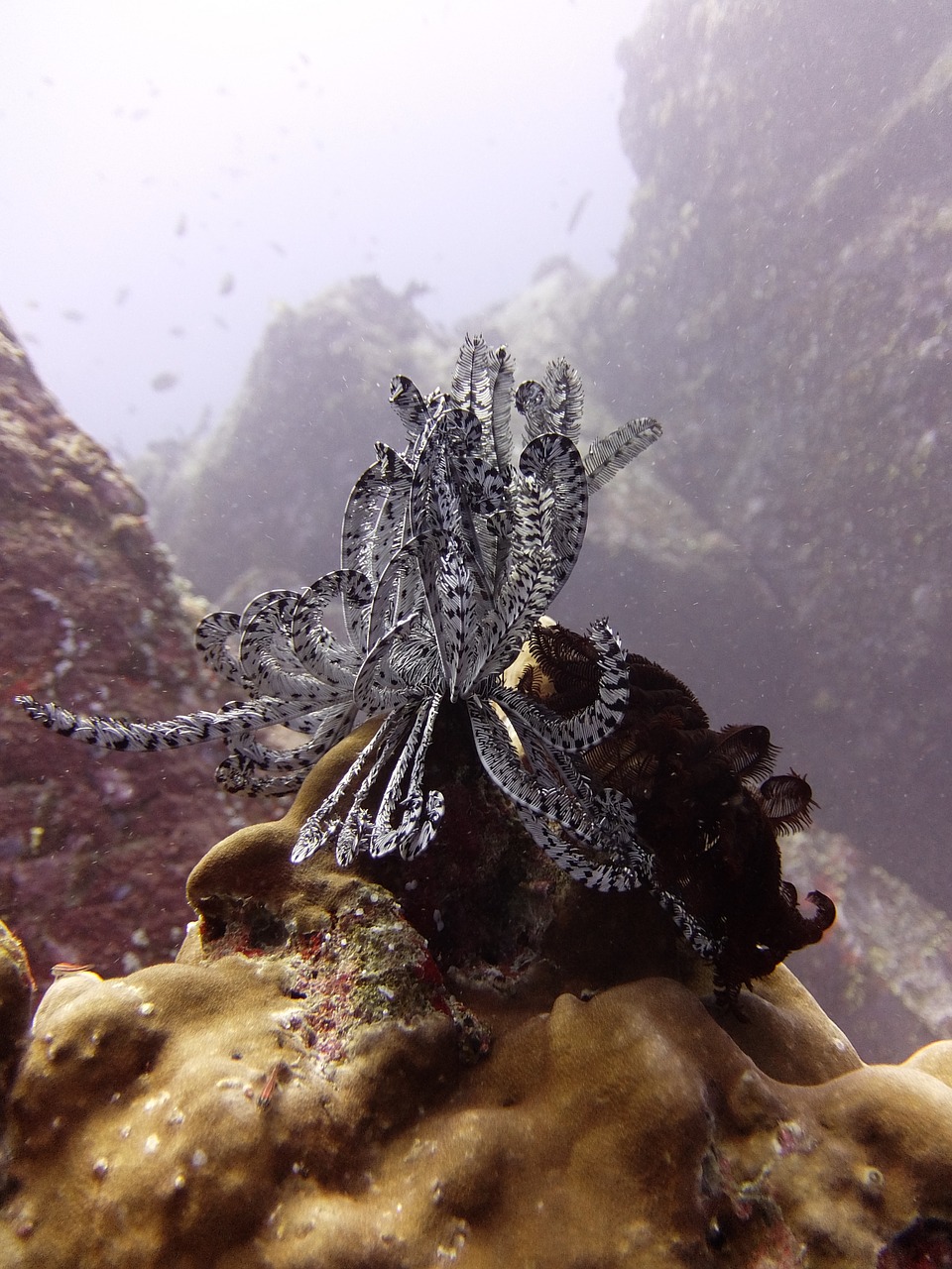 underwater  scuba diving  sea free photo