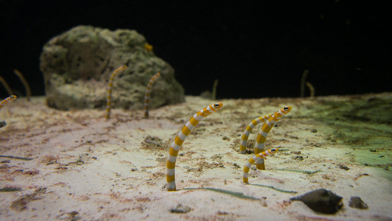 underwater fish water free photo