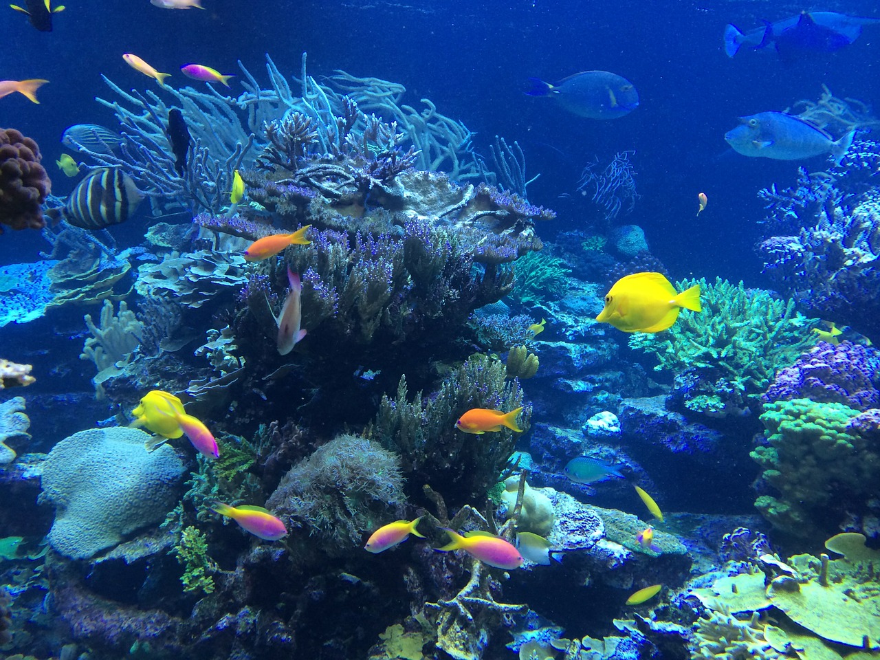 underwater fish tropical free photo