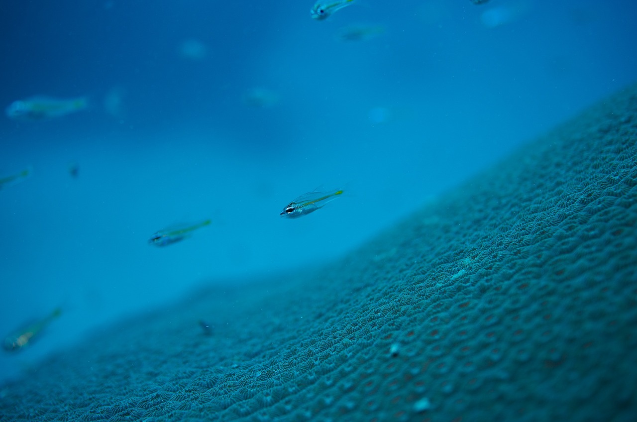 underwater maldives sea free photo