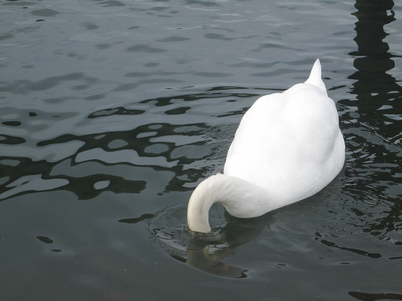 underwater water animal free photo