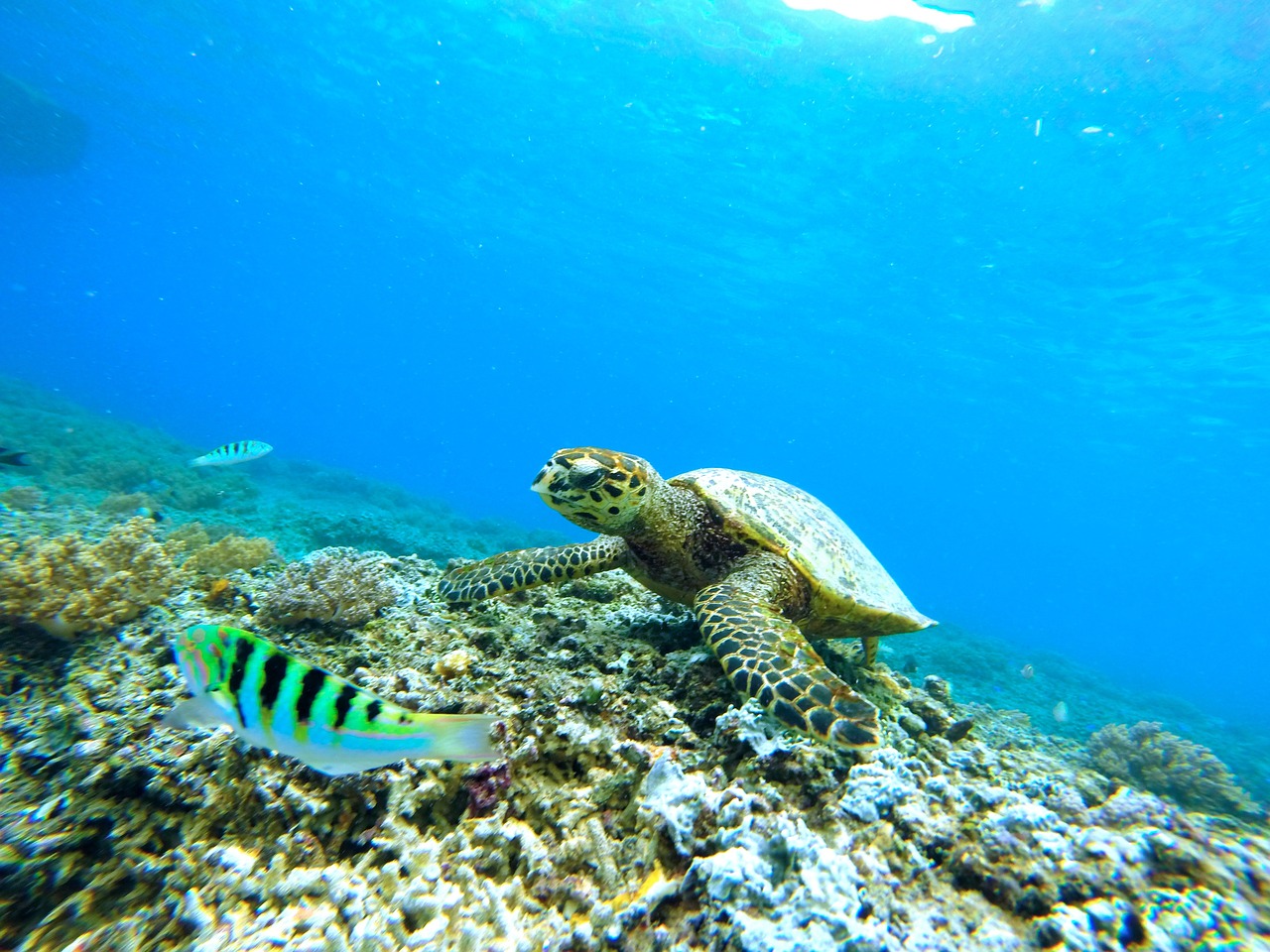 underwater sea turtle diving free photo