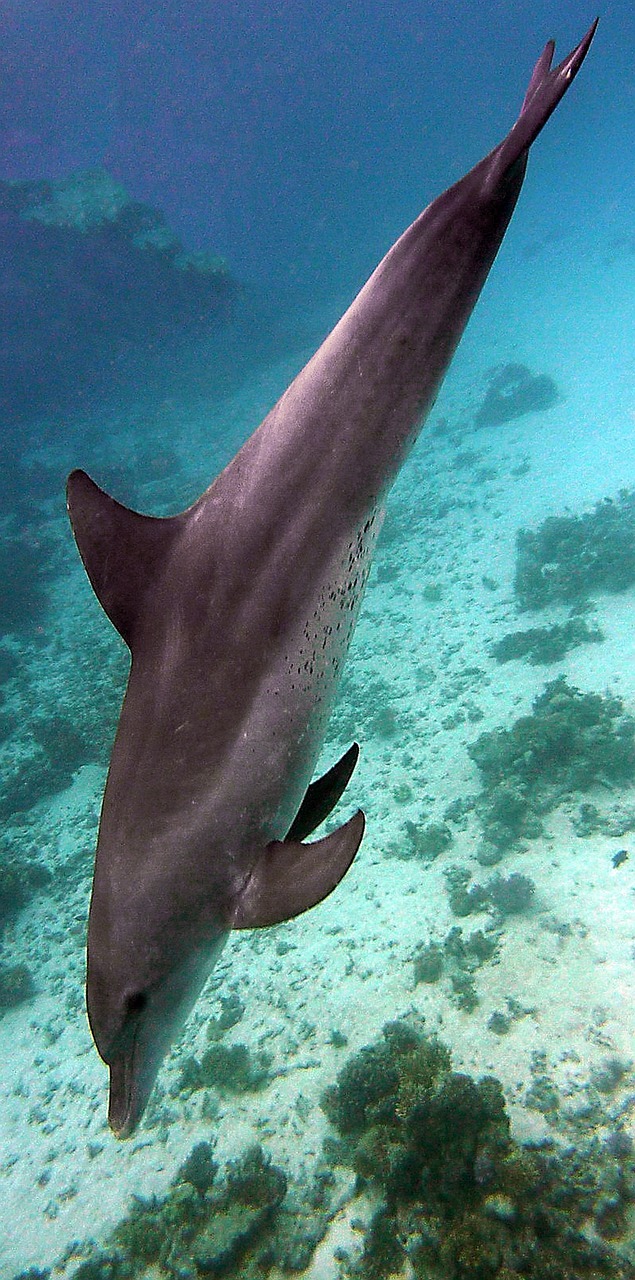 underwater dolphin diving free photo