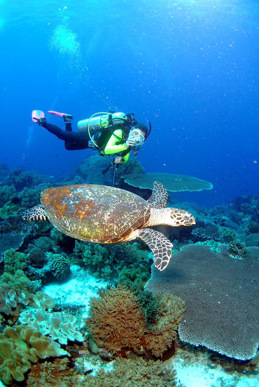 underwater sea scuba free photo