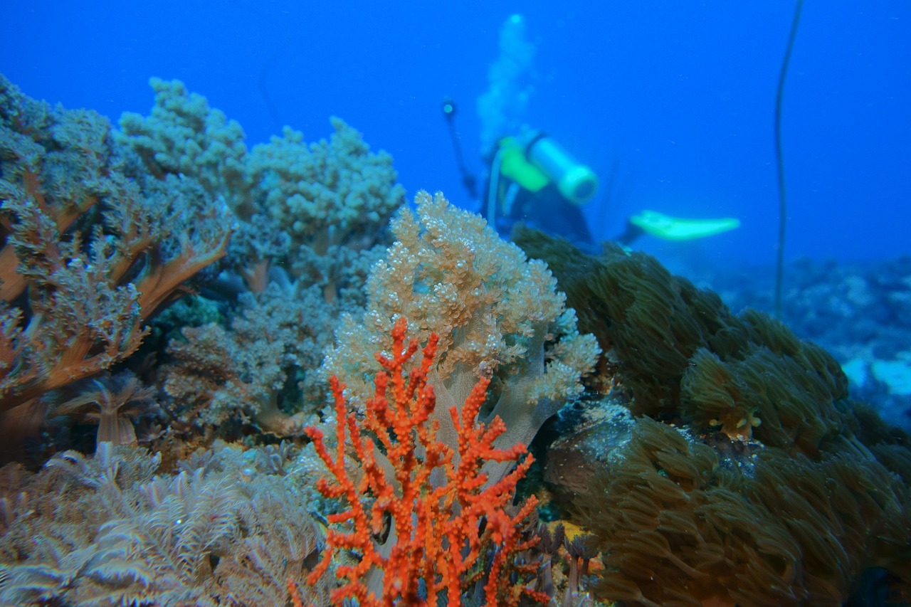 underwater reefs green island free photo