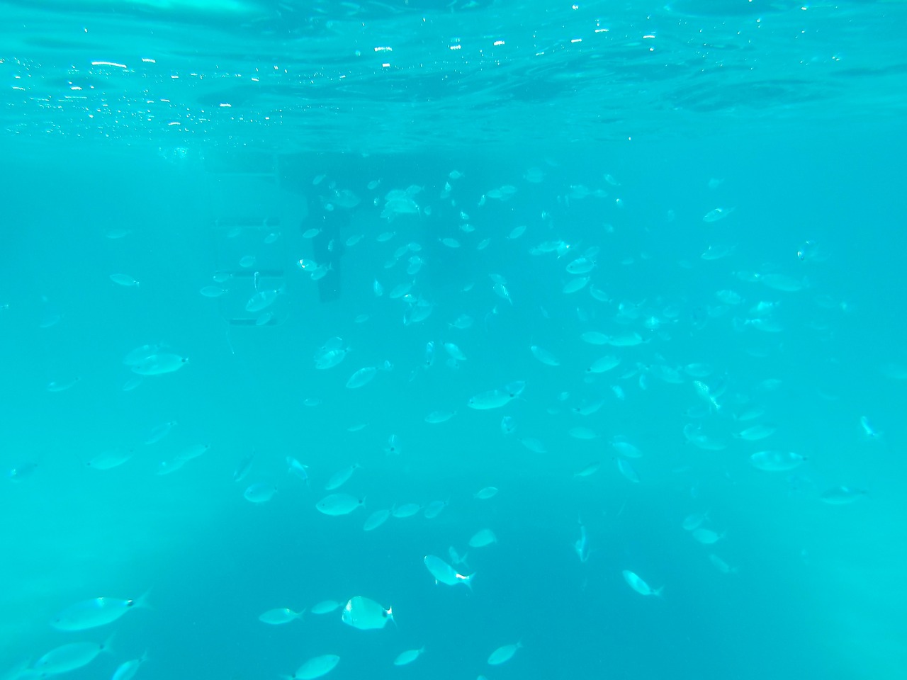 underwater fish fish swarm free photo