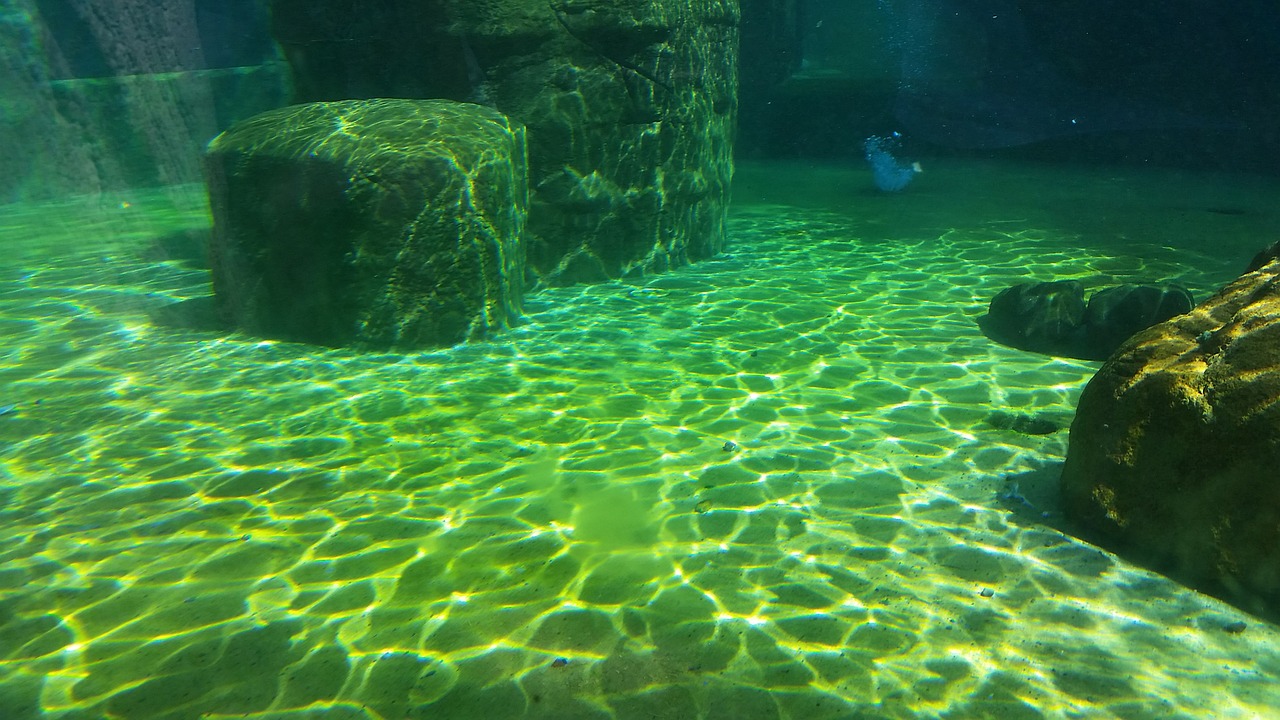 underwater under water free photo