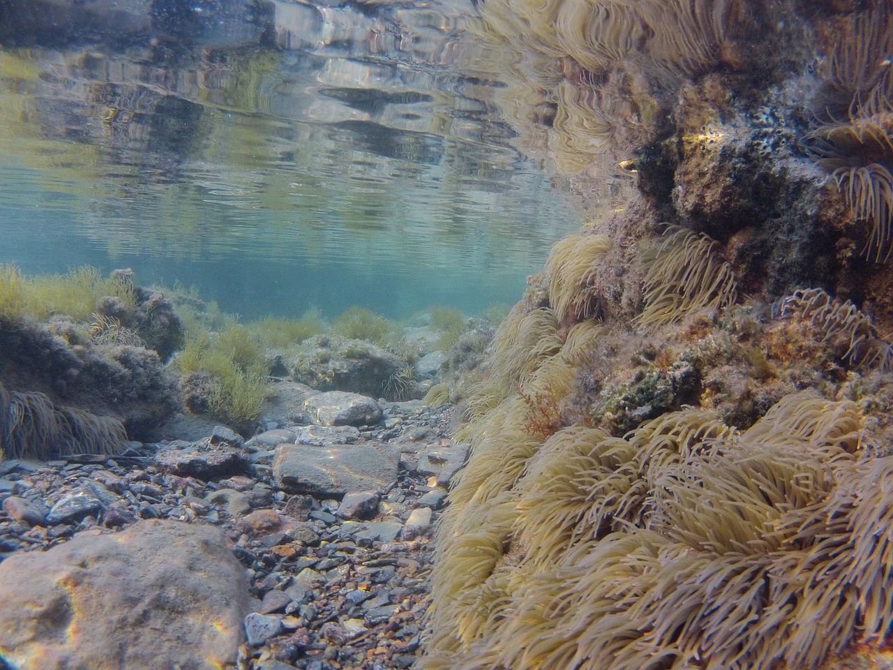 underwater landscape spain alicante free photo