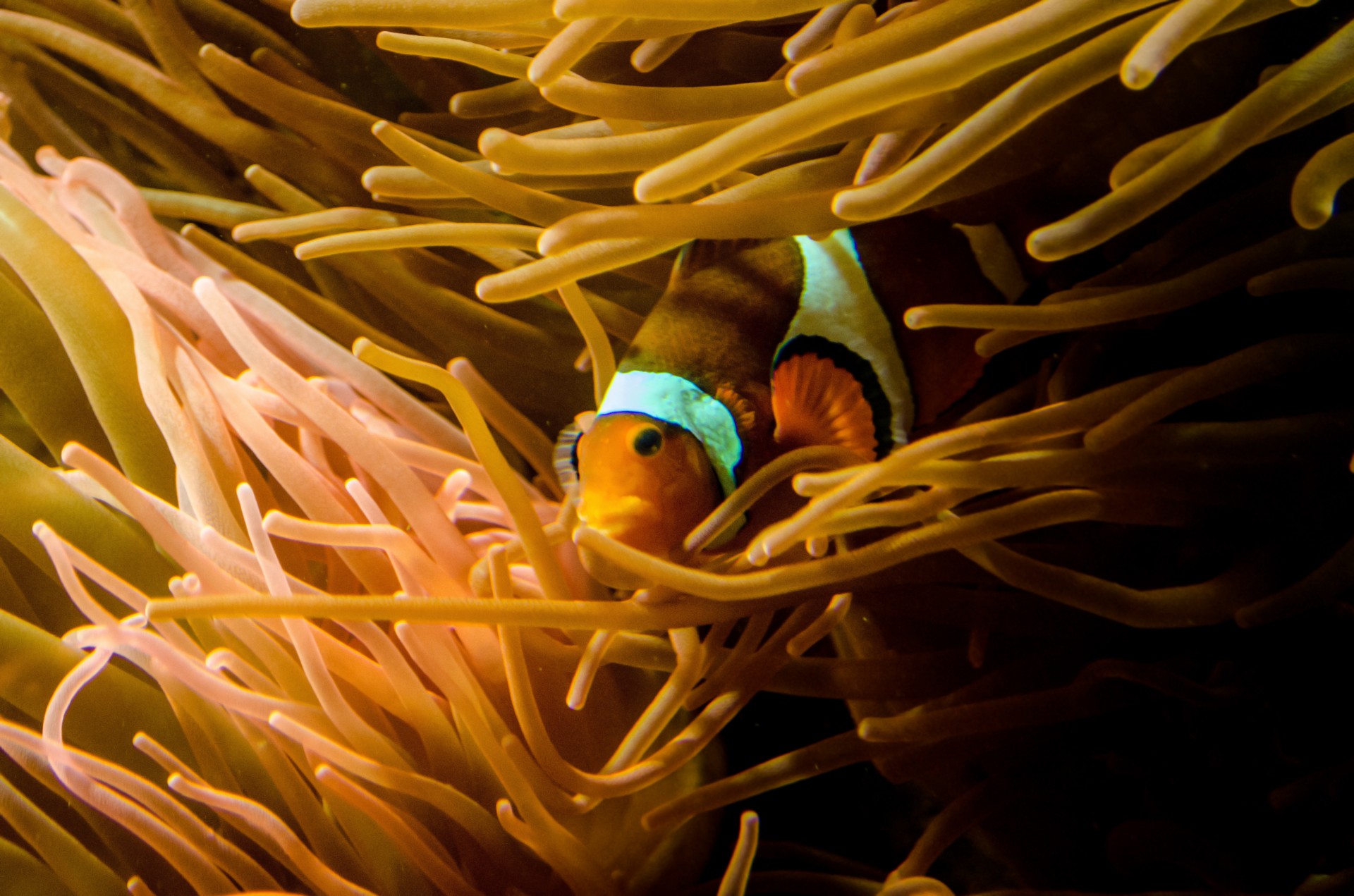 plant underwater sea free photo