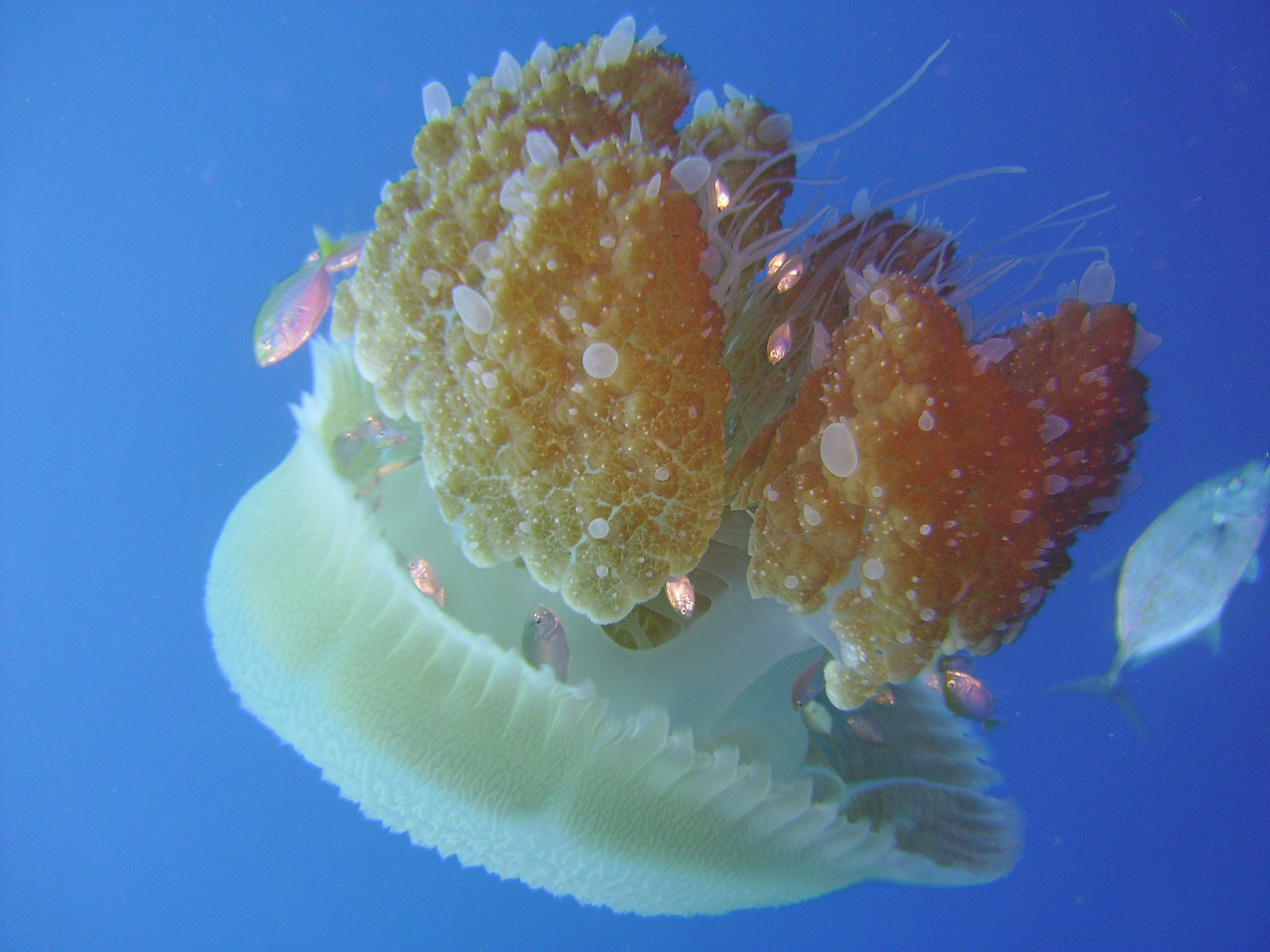 underwater water jellyfish water free photo