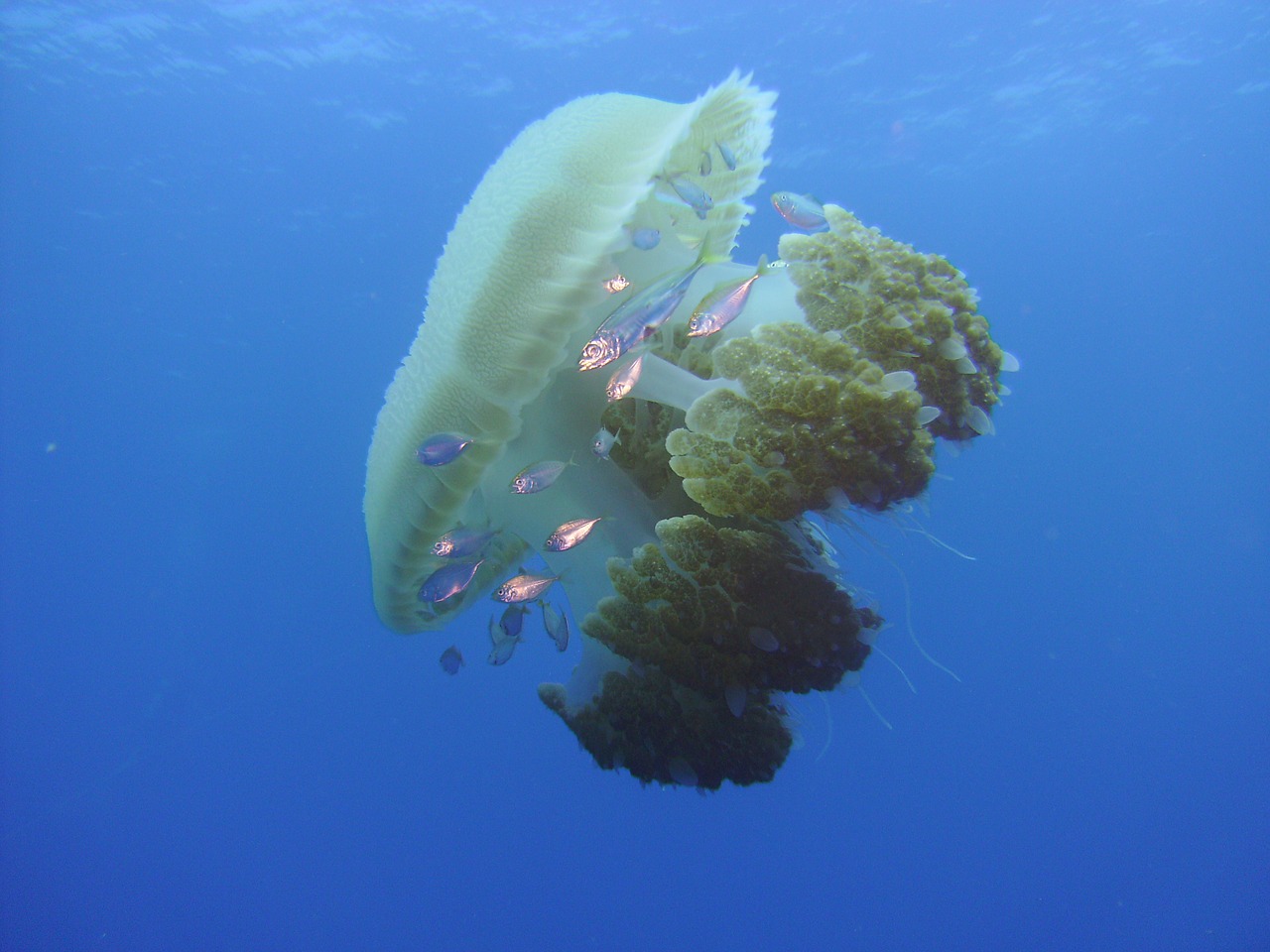 underwater water jelly fish jellyfish free photo