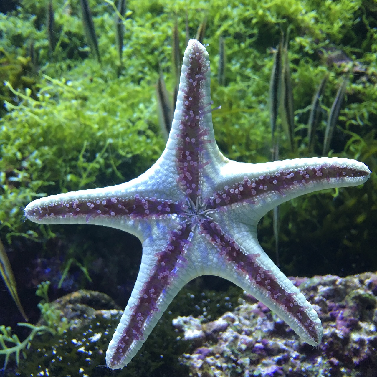 underwater world starfish aquarium free photo